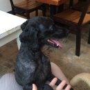 도그앤미 이미지