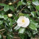 신계할머니 이미지