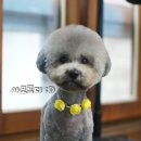 아모르디 이미지