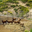 사슴목장 이미지