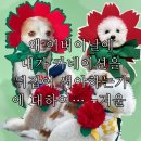 우리 강아지한테 카네이션 머리띠 만들어 입히기
