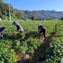 2025년산 고소한 땅콩 50% 맛보기 이벤트 이미지