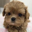 태원켄넬 이미지