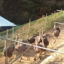 타조사육장 이미지