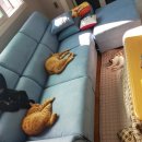 냥블레스유 이미지