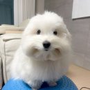 오에스짐 이미지