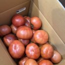 제이팜법인 | 몸에좋은 토마토 요리/ 토마토 활용법