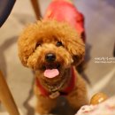 테리몽하우스 이미지