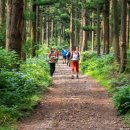 한라산둘레길 천아숲길 | 제주 한라산둘레길 천아숲길 8.7km 트레킹 코스 완전정복