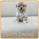 퍼피댕 안심분양소 강아지분양 애견입양 천안아산점 | 홍성강아지분양소 초보 보호자도 안심한 투명한 건강 기록과 맞춤 상담