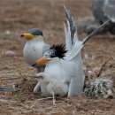 동갈매기 이미지