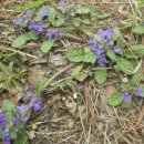 금란초교 이미지