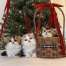 하이퍼피 강아지분양 고양이분양 군산본점 | 군산고양이분양｜하이퍼피 군산 먼치킨 형제 단체샷 공개✨