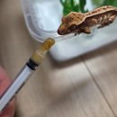 파충류샵 스마일게코 | 대구파충류샵 대구이색체험 게코아트｜게코 분양 후기,먹이피딩방법