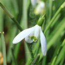 스노우드롭 이미지