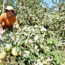 김태연농장 이미지