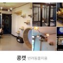콩캣 이미지