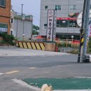 도도한댕댕 이미지