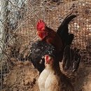 속리농원 이미지