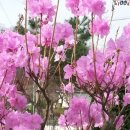 감곡문화마을 이미지