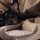 크라운 동물병원 이미지