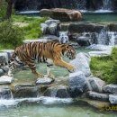 만 마리의 호랑이 이미지