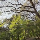 수양천안·아산 | 5월 국내여행 추천 아산 현충사 벚꽃 목련 홍매화 여행, 천안 꽃구경, 현충사 맛집 입장료