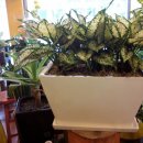 수림전국꽃배달 이미지