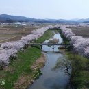 명품 벚꽃 길 이미지