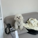 따끈따끈 신상 애견미용실 ‘멍스팟’ 후기🐶