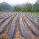 흑송농장 이미지