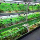 하나로 플라워 수족관 이미지