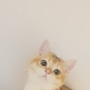 나비야 cat 이미지