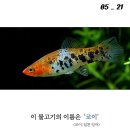 코이 이미지