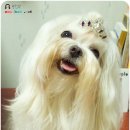 마르티스 이미지