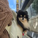 교대동물병원 | 서초구동물병원 교대동물병원 강아지 건강검진 후기(정형검진 슬개골탈구)