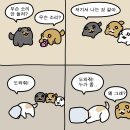 순진한 강아지 이미지