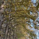 아가페 | 전라북도 익산 단풍 맛집 아가페정원 방문 후기