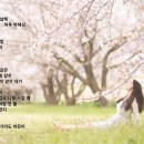 꽃비 티스토리