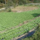 임씨네농장 이미지