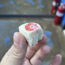 쿠키 | 컴포즈커피 내맘대로 컴포즈 콤보 콜드브루 쫀득쿠키 후기