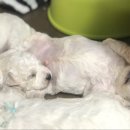 뷰티 앤 도그쇼 이미지