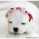 오케이독 이미지