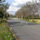 영산강서창들녘억새길 이미지