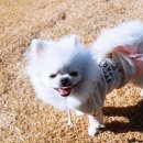 강아지천국 이미지