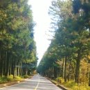 제주도 교래리 삼나무길+한라산 5.16도로 안개낀날-귀연(양원식)풍경소리cover 이미지