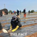 완도11호 이미지