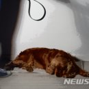 하네집 이미지