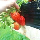 상명농장 이미지