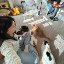 G5499 | 본부 / 서길동센터 / 유기묘 고양이 카페 다녀온 후기 / 기부되는 고양이 카페 / 봉사 가능한 고양이...